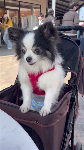 【チワワのパンコロ】ちょっとちょっとちょっと、なんか頂戴🐶#チワワ #chihuahua #癒し #かわいい #cute #shorts