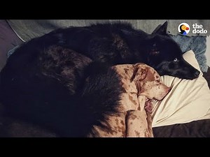 Woman With 2 Pit Bulls Takes A Chance On A Rescued Wolf Dog | The Dodo