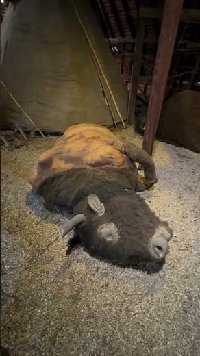 Dances With Wolves Actual Buffalo. #history