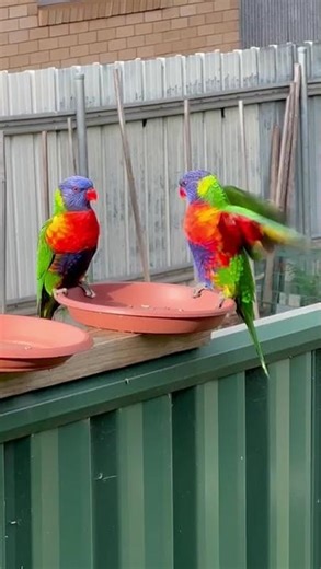 Rainbow Lorikeets Demand a Refill