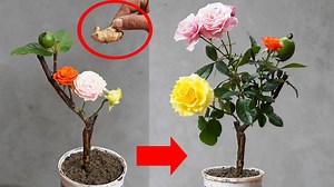 57K views · 1.5K reactions | Surprised By The Beautiful Method Of Grafting Roses On Guava Trees | Balcony & Garden | Facebook