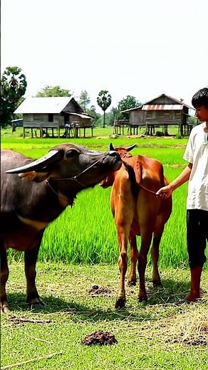 They are all the best cows in the country40