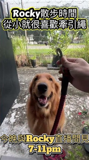 🐶 Rocky有多愛散步？看到牽引繩就自己叼過來！#黃金獵犬 #GoldenRetriever #Rocky #狗狗日常 #毛小孩 #寵物日常 #散步時間 #牽引繩 #聰明狗狗 #乖狗狗 #狗狗訓練