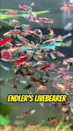 Top 5 Low Maintenance Freshwater Fish for Beginners