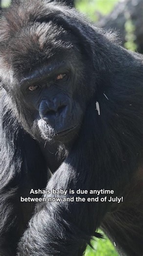 108K views · 3.9K reactions | CMZoo is preparing for the first...