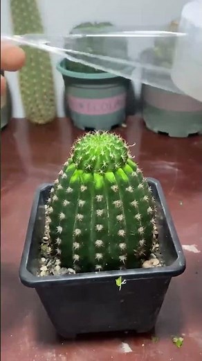 How to Graft Cactus: A Complete Step-by-Step Guide
