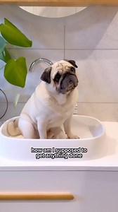 Puggy can’t help that his face is so distractingly cute 🥹 #puggysmalls #notoriouspugs #WeeklyFluff #pug #cuteanimals #pugsofinstagram #cutedogsofinstagram #dogsofinstagram #speakpug #barked #thebarkedclub #shotoniphone #pugloversclub #9gag #thetomcoteshow #mydogiscutest #doggosbeingdoggos #doglove | Puggy Smalls