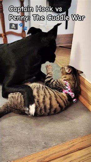 When cuddle time turns into a tiny war 🐾😅 #cat #pets #funnycats #cute #puppy #dog