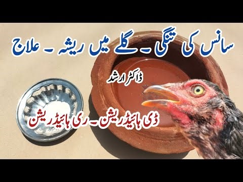 Chicken Wheezing | Helping Chickens to get rid of Excessive Mucus in Throat | Heatstroke | Dr.ARSHAD