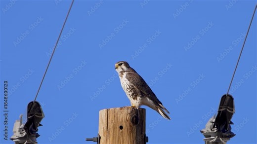 Prairie Falcon turning around while on top of a telephone pole as it fluffs up its feathers.