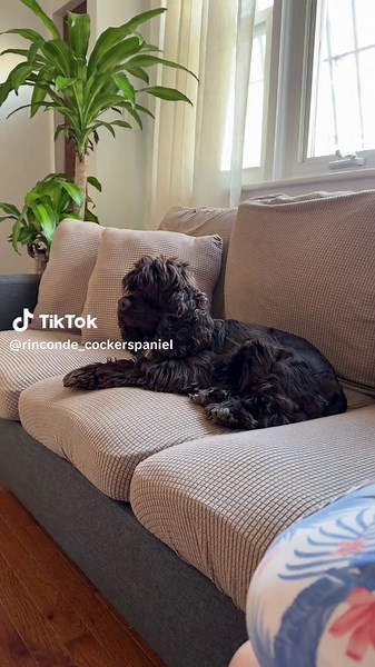 El crecimiento rápido del pelo en los cocker spaniels