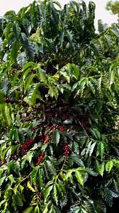 Un exótico de alta calidad y producción masiva. “Lo mejor de dos mundos” 🌍Ethiopian Dwarf🌍#cupfoexcellence2024 #cafeenelmundo #cafeenelmundo #ethiopian #Orgullocafetero #specialtycoffee #ProducciónMasiva #cafédealtacalidad #Saborexotico #cafedealtaproduccion #jazmin | Lean Coffee Management