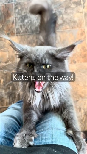 Maine Coon kittens on the way!