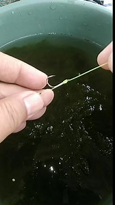 1.7M views · 8.7K reactions | Fishing using moss bait - tilapia fish #fishing #fishingknot #fishingknottutorial #fishingknots #fishingtips #tutorial #fishingvideos #mancing #mossbait #diy #reel #fyp #reelsfypシ゚ #viral #trending #fypシ゚ #reels #reelsviral #reelfyp | Andri's W | Facebook
