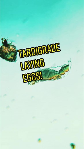 Lady Tardigrade Laying Eggs Live while Interacting with Commenters