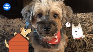 8K views · 56 reactions | Dog mum, crazy cat lady or hamster lover? Find your community in Facebook Groups and connect with people who are just as passionate about the things you love. | Meta | Facebook