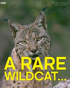 The rare Iberian lynx must stray close to motorways in order to find food. Meet the community helping to increase their numbers in the wild. #SevenWorldsOnePlanet | BBC Earth