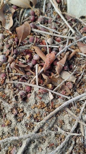 Cleaning out the underground nest of debris after the storm yesterday. All the debris field has been brought out from underground. Wait for the end | Dennis-Mike Bennett