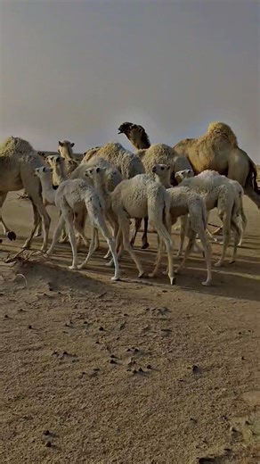 mashallah 👍🐪🐫💯💚💚✌️#prehistorichumans#humanevolution#shorts#ancienthumans#prehistoricdocumentary🐪☝️🫵👍