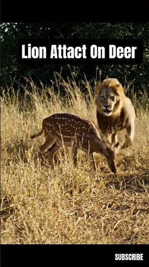 Lion Hunting Deer in the Wild | Nature Reality #animalattack #jungle #wildlife #wild