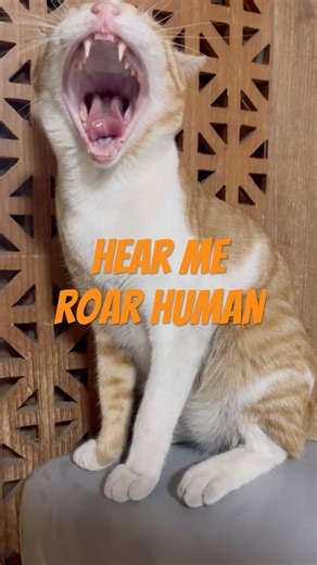 Orange cat sit on top of the bin.