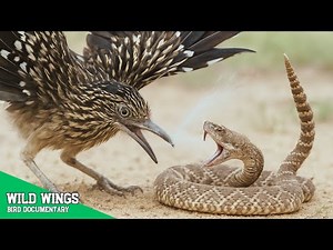 THE ROADRUNNER BIRD: Bird Conquers Heat and Hunger in America’s Deadliest Desert