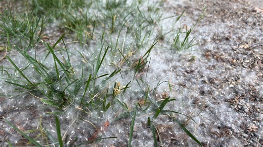 When will cottonwood trees stop shedding? Fluffy seeds fill the air for around 4 weeks