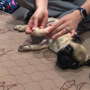 16K views · 1K reactions | DAY 4 UPDATE - MOMO 15 WEEK OLD...