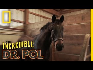 Checking the Horses | The Incredible Dr. Pol