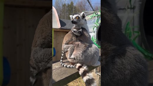 Lemur family shares affectionate moments together