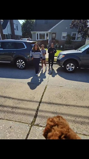 Kindly follow message and share if interested. AdoptDontShopUSA #PoodleRescueUSA #ToyPoodleAdoptionUS #AdoptAPoodleUSA #RescueDogsOfAmerica #ForeverHomeUSA #USADogAdoptions #AdoptInTheUSA #PoodleRescueAmerica #AmericanDogRescue | Little Toy poodle angels for adoption