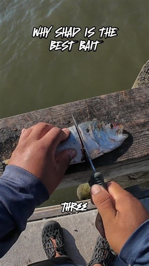 Took a trip to Port Arthur to try my luck at some redfish or black drum. I started out the day casting out some lures, caught a drum on a big glide. I then switched to bait. I busted out a frozen shad that I saved from the jetty. I cut it in half and casted out the head. Within 5 minutes I had a run. #fishing #fishingtime #fishingtrip | Beach Bomber Fishing