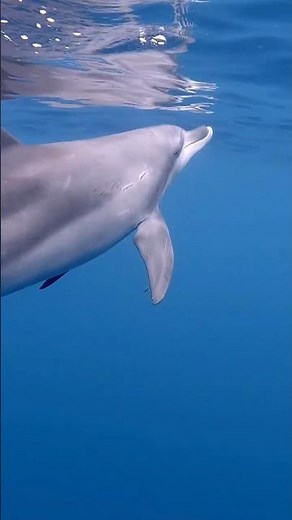 This Dolphin Is Smarter Than You Think 😳🐬