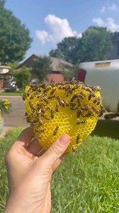1.5M views · 2.9K reactions | Sitting in swarm of bees! #bees #beekeeping #beekeeper #insects #texas #nature #savetheplanet #savethebees | Texas Beeworks | Facebook