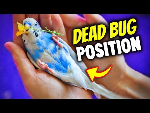 What Your Bird's Sleeping Position Reveals About its Personality