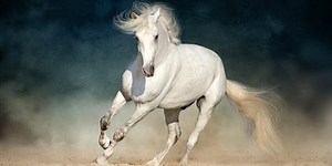 Quiz: Can You Identify These Horse Breeds?