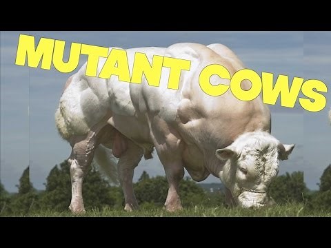 Mutant Super Cows Engineered For Maximum Meat