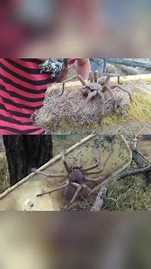 182K views · 2.1K reactions | ️ Giant Huntsman Spider on the Move!  This enormous huntsman spider climbs across a surface, its massive legs stretching out as it moves with eerie grace. A true giant of the spider world, and certainly not something you'd want to encounter in the wild!  #HuntsmanSpider #GiantSpider #SpiderWorld #CreepyCrew #WildEncounters #NatureInAction #PredatorVsPrey #InsectWorld #SurvivalOfTheFittest #US #UK #australia | Insect Insider | Facebook