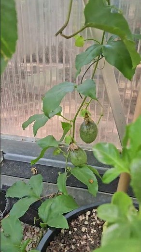 Growing passion fruit. Passiflora Edulis