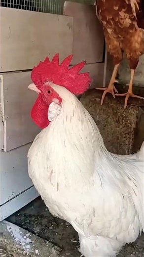 Chicken rooster crowing sounds 🐓 #birds