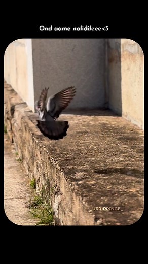 🕷️!! on Instagram: "#arm #venugopal Swami 🌸 . 📍Mysore : Mandya . . . . #karnataka #mandya #mysore #krs #india #edit #cinimatic #arm #kannadamusically #loveplace #nature #traditional #history #old #kannada #temple #venugopalaswamytemple #mysore #krishnarajasagar #mandya #kannamadi #treding #contant #cinimatic #videocreator #viralvideos #instagram #world #instagood #viralbeats #armkannadasong"