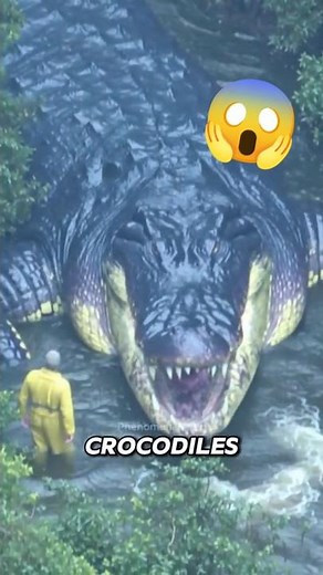 Top 3 Largest Crocodiles Ever Captured – Number One Will Terrify You! 😱