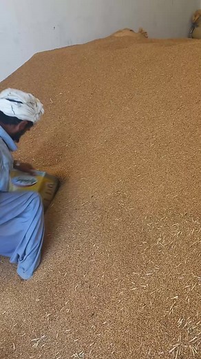 Grain Handling Techniques in Traditional Attire