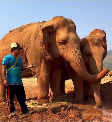 Dee Dee. Mahout, lover of elephants and a fan of @eldoradocafeatx. He does an incredible job of loving the elephants he cares for. He also creates tiny little carvings of them. This particular piece of art made with love will go directly to our friends @eldoradocafeatx ! And it supports Dee Dee! #ethicalsanctuary #saveelephantfoundation #mahouts #donatetosave | The Elephant Initiative