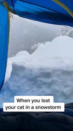 This was so scary…. 💔🙀 #mycat #adventurecat #scarythings | Simon the backpacking Kitty