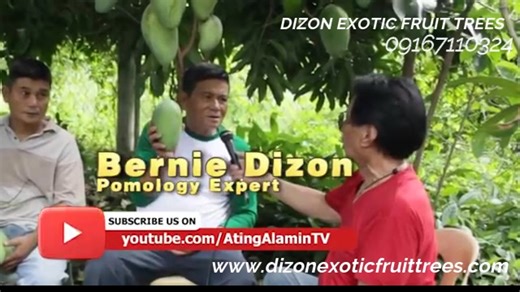 GOLDEN QUEEN TAIWAN MANGO Ka Bernie Dizon Legacy | Dizon Exotic Fruit Trees