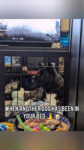 #KumaTheAkita isn't completely opposed to sharing 🐶👃💤