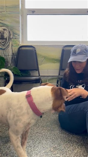 Gimme' Shelter 2 - Josie is as sweet and as cute as can be! She has everything you could want in a new best friend, she's a great size, she's loveable, adorable, smart and just an overall happy girl! If you've been looking to adopt, go meet Josie. She will steal your heart with her playful temperament! She's available at Heart of RI 44 Worthington Road Cranston, RI. Please call 401-467-3670 or visit during their open hours: Wednesday 3:00-7:00 or Saturday 10:00-2:00. She also has a best friend P