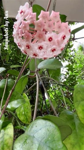 Rare Hoya Plant in Full Bloom | White & Red Star Flowers #flowers #gardenplants #starflower #nature
