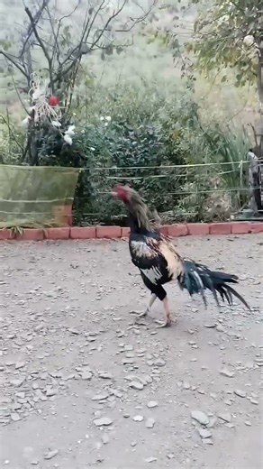 Java murga chick karny #javamurga#foryou #birds #lovebirds #animals